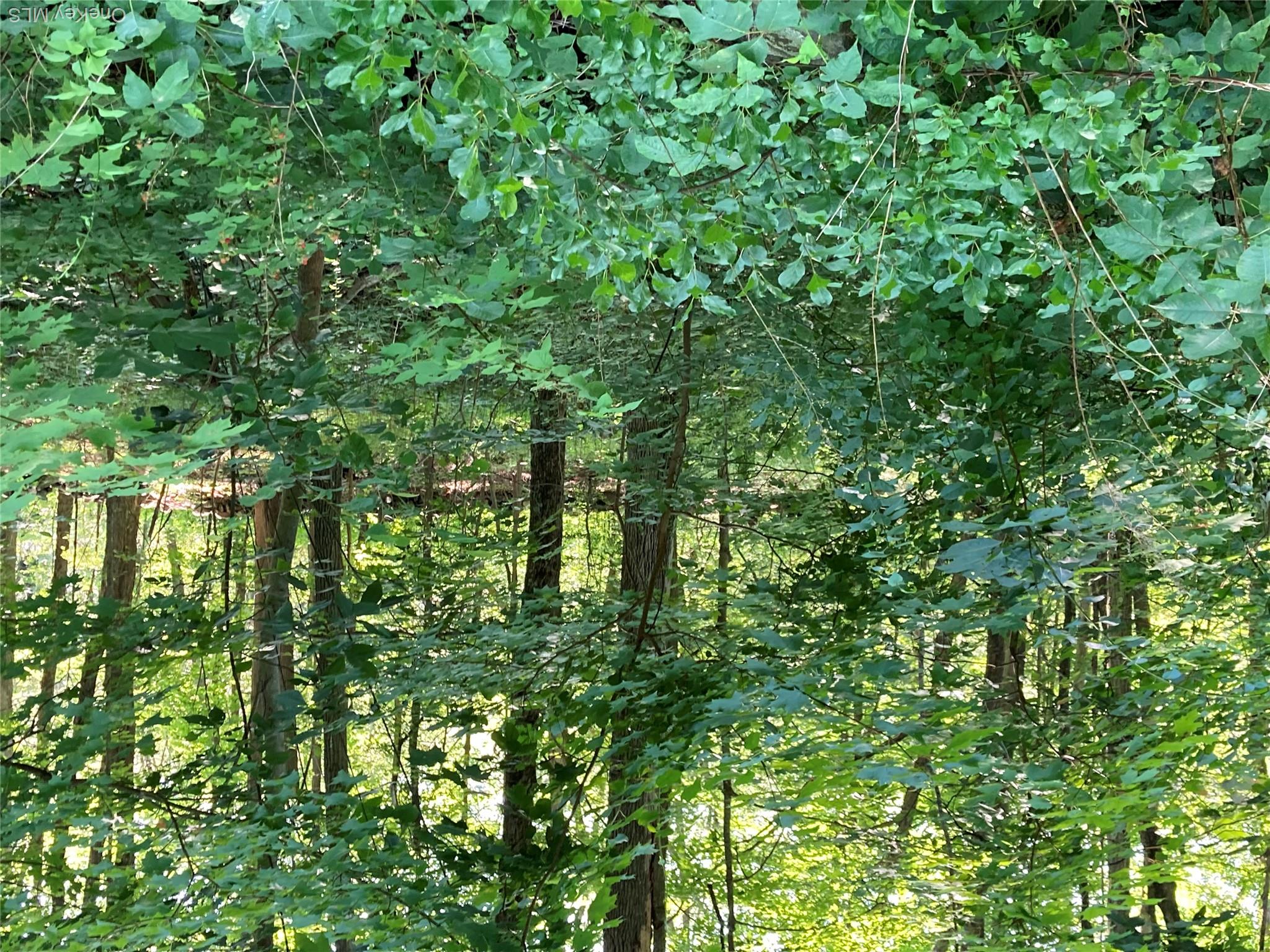 Adam Wagner Lane – For Sale photo 11
