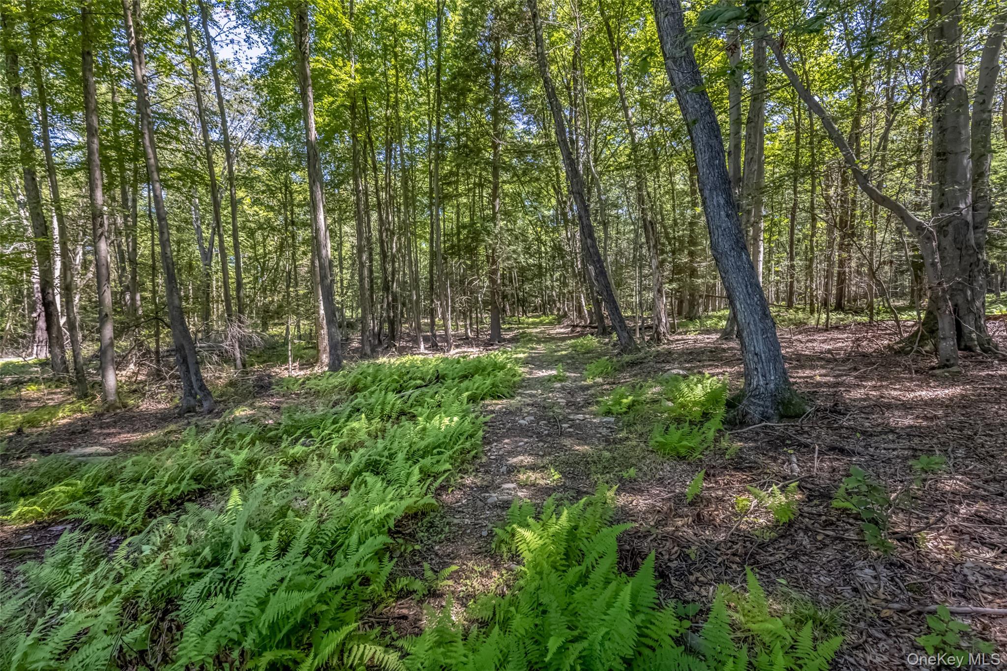Camp Road – For Sale photo 7