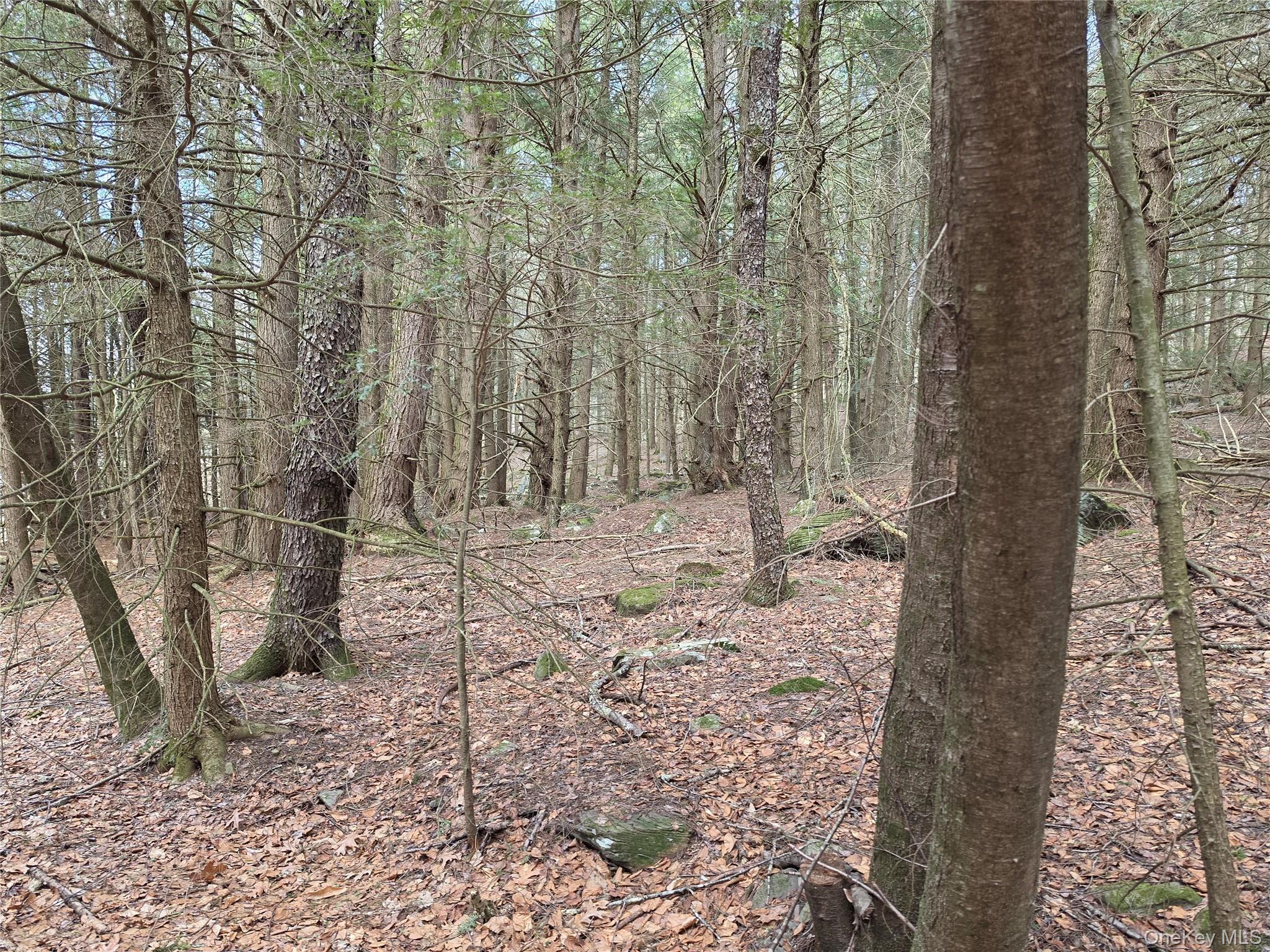 TBD Bobwhite Trail – For Sale photo 6