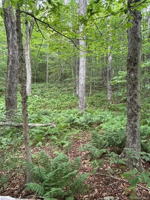 FRrost Valley rd – For Sale photo 4