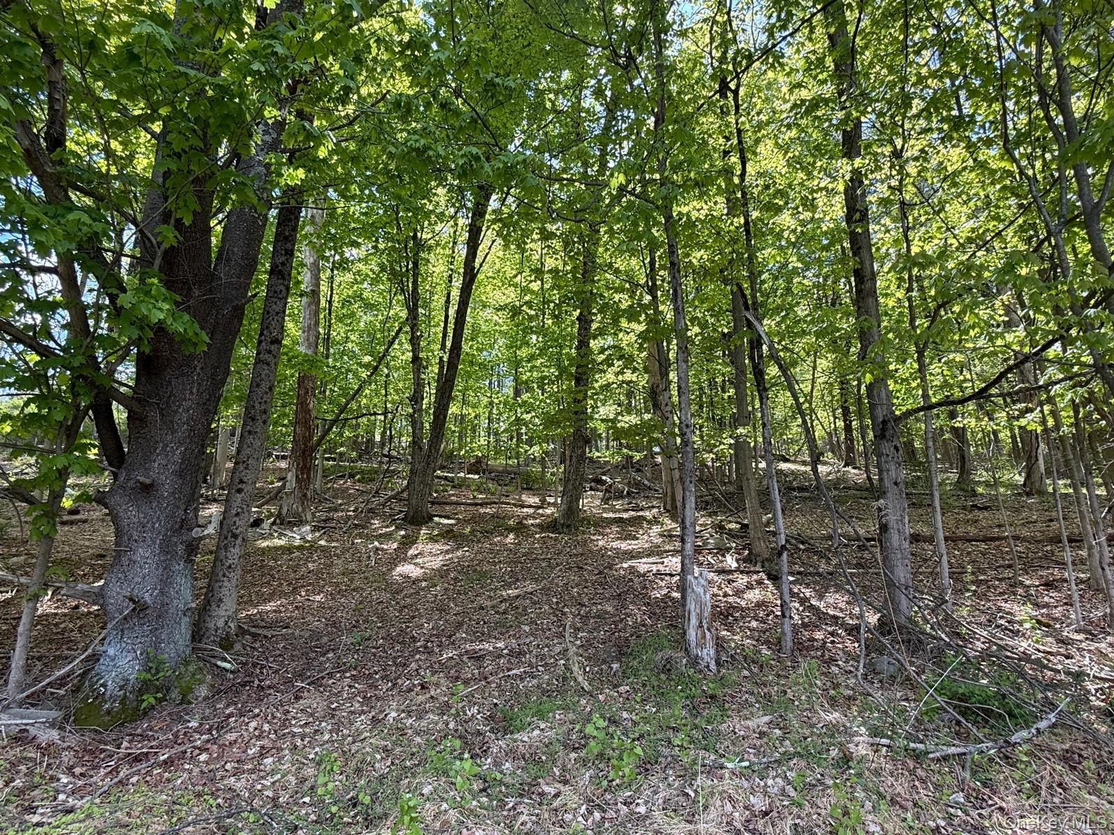 Westwood Avenue – For Sale photo 4