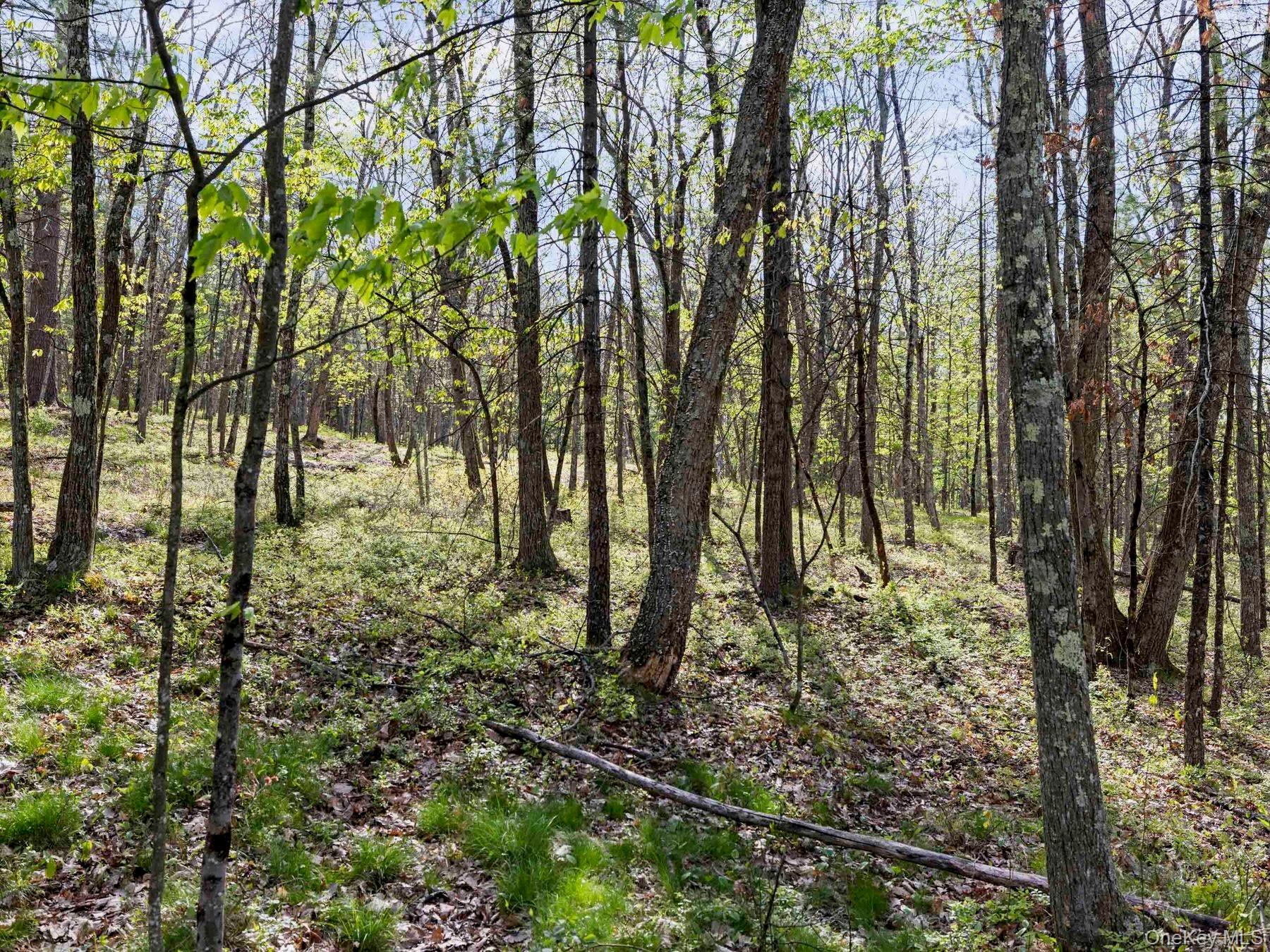 TBD Route 44/55 – For Sale photo 14