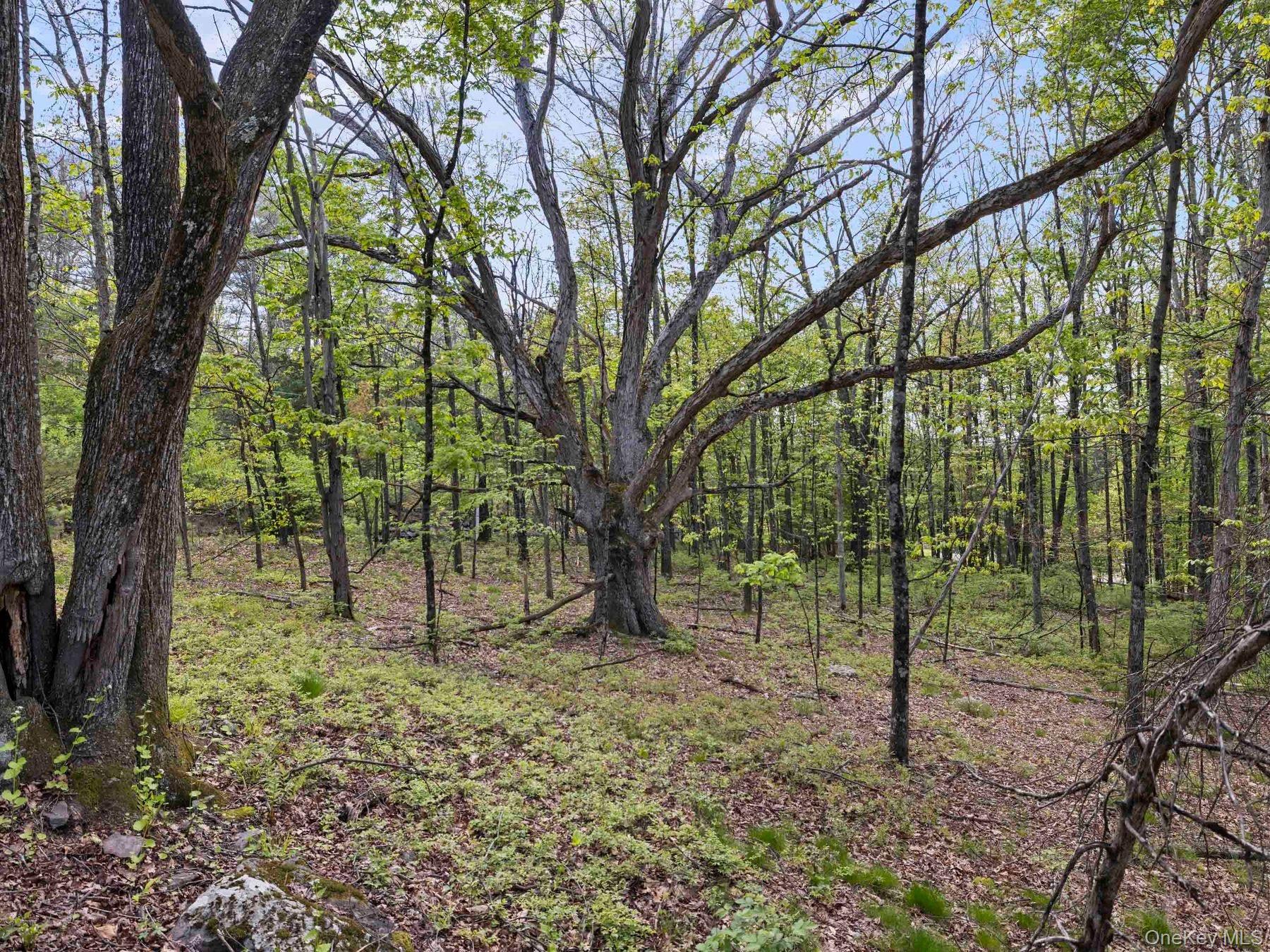 TBD Route 44/55 – For Sale photo 7