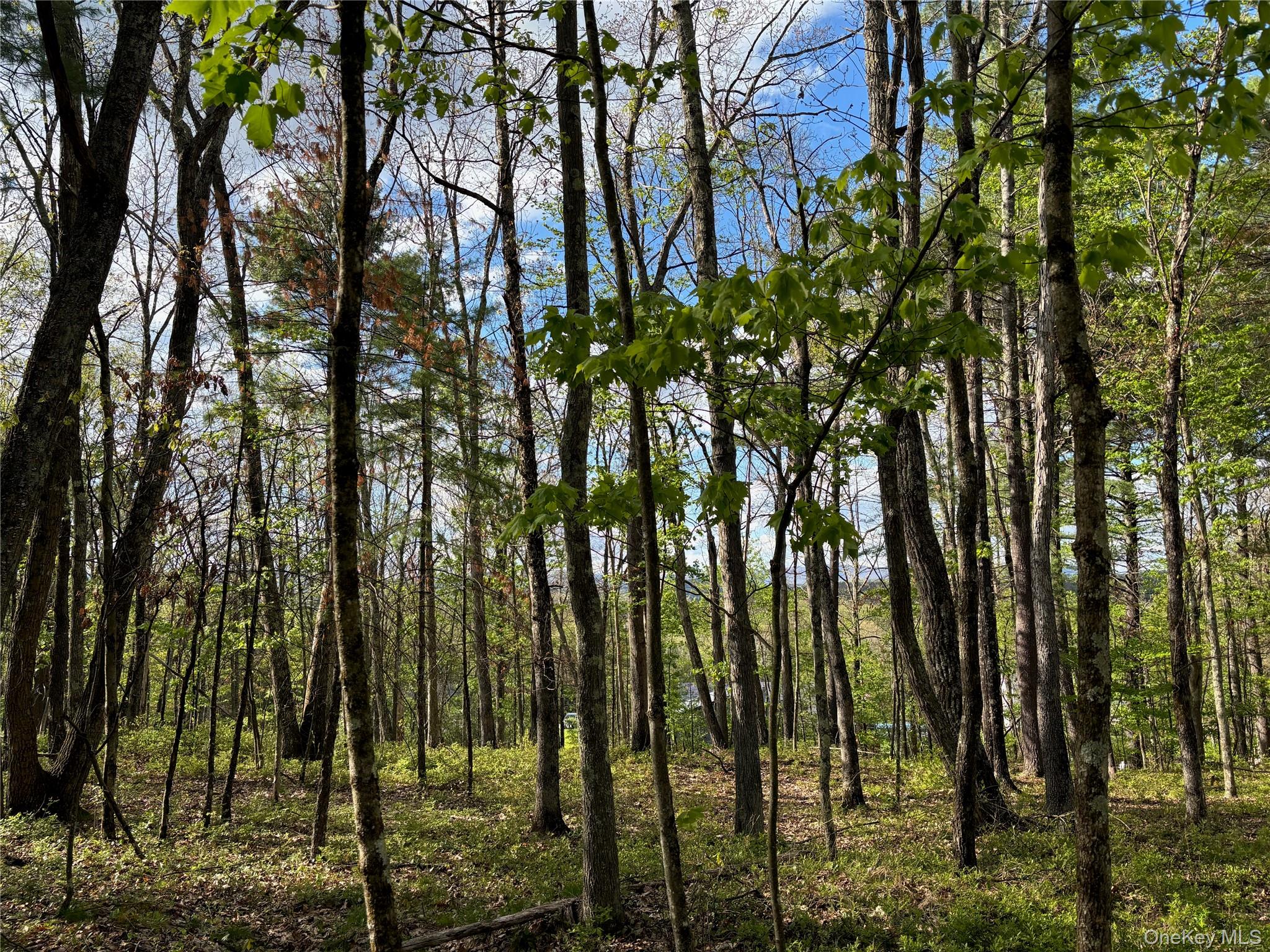 TBD Route 44/55 – For Sale photo 20