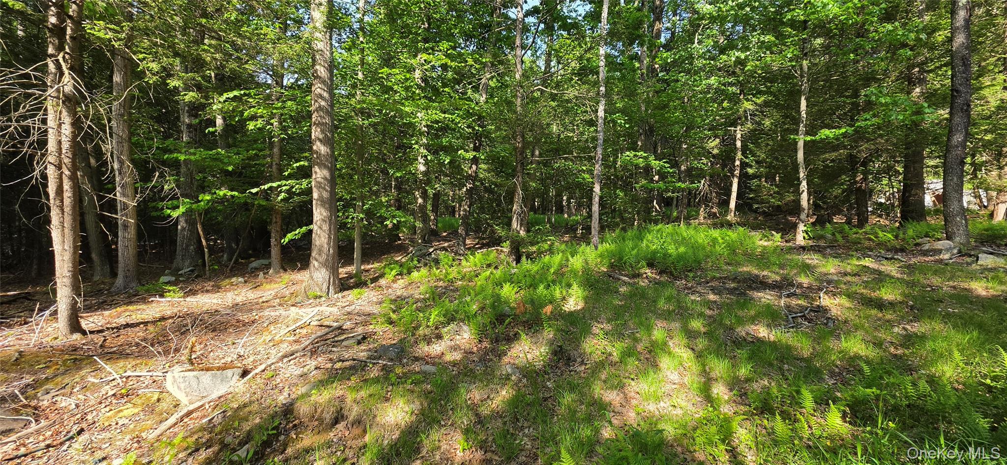 00 Church aka Pan Am Road – For Sale photo 4