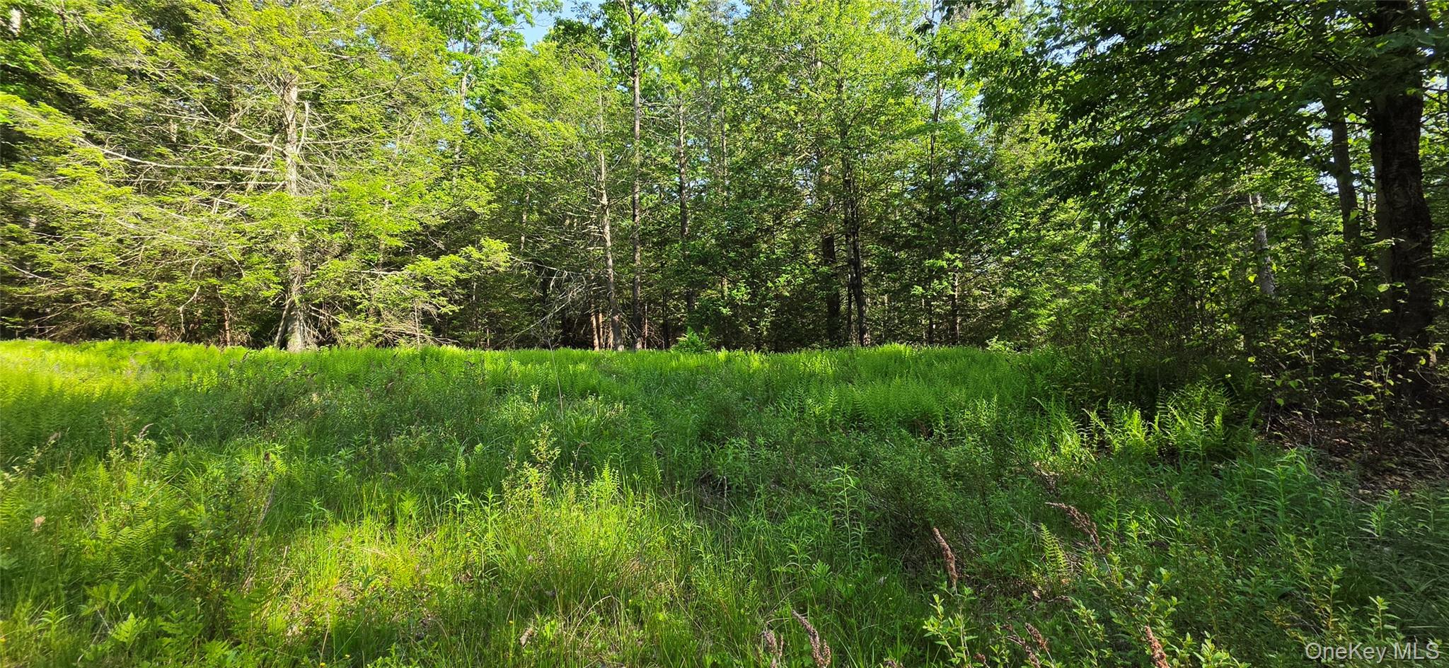 00 Church aka Pan Am Road – For Sale photo 12