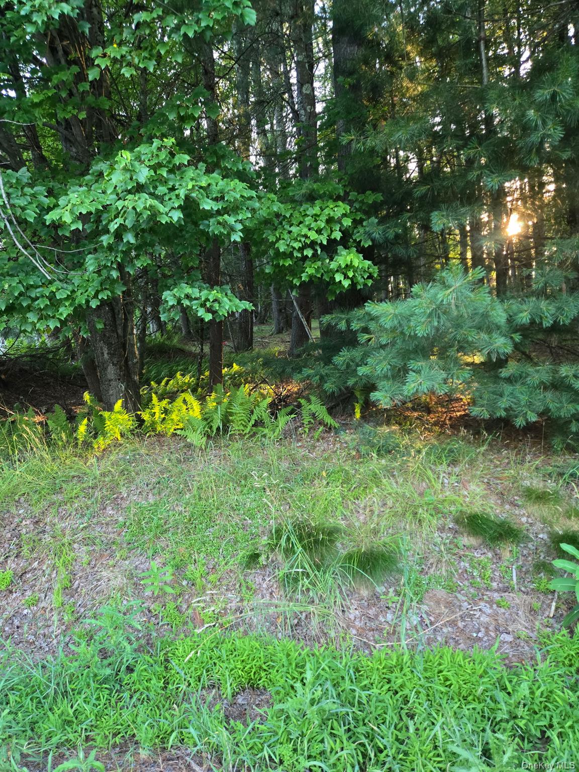 Horseshoe Lake Road – For Sale photo 2