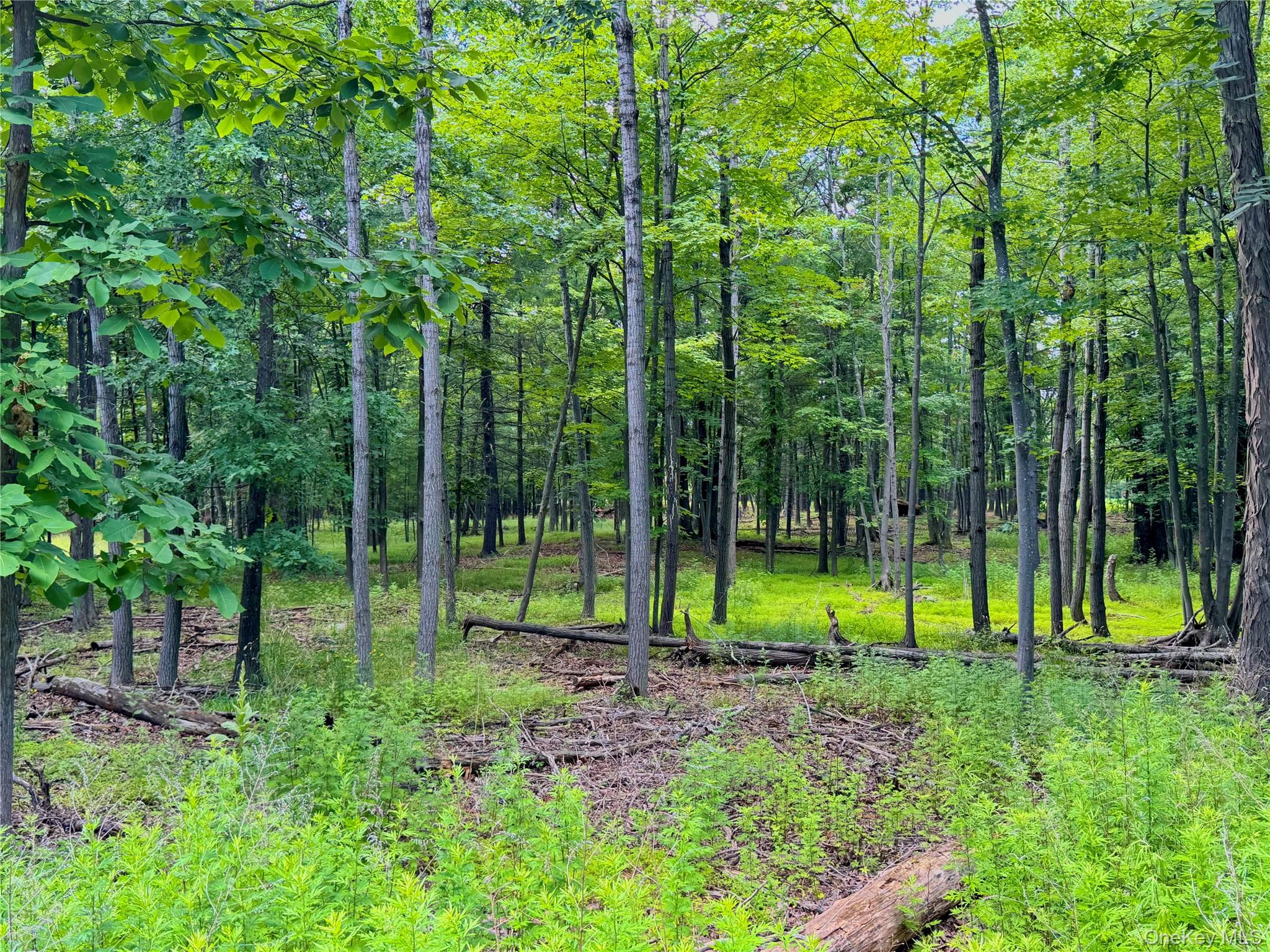 334 Pollys Rock Road – For Sale photo 5