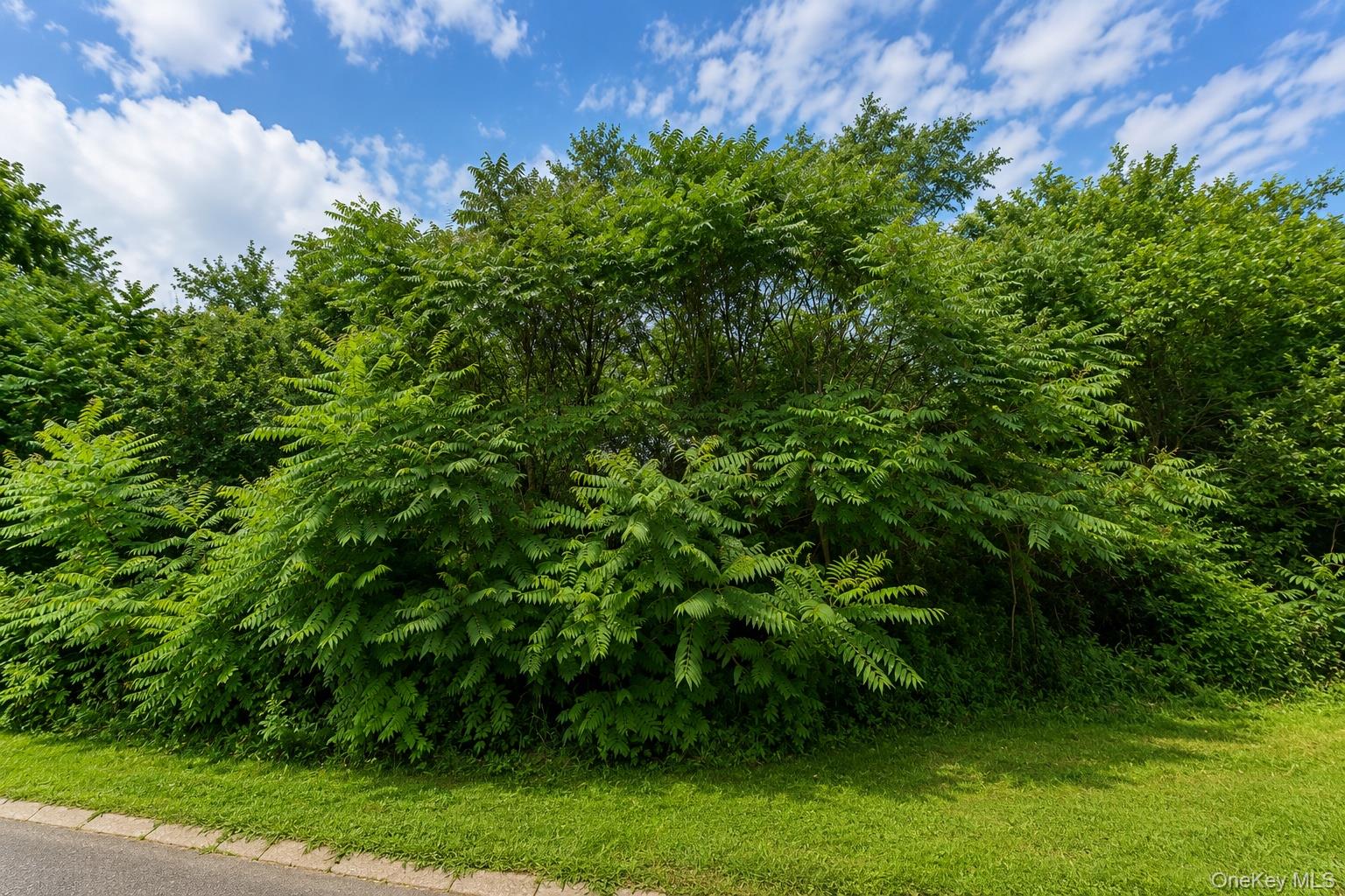 Patricia Drive – For Sale photo 4