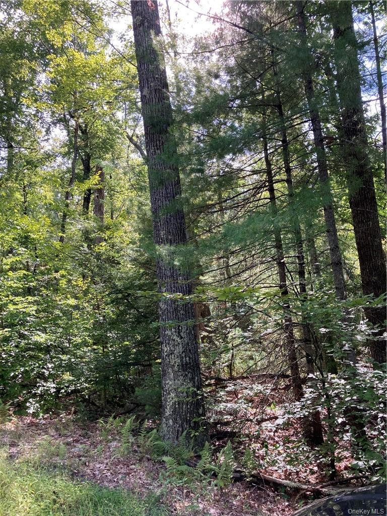 Plank Road  Forestburg New York – For Sale photo 5