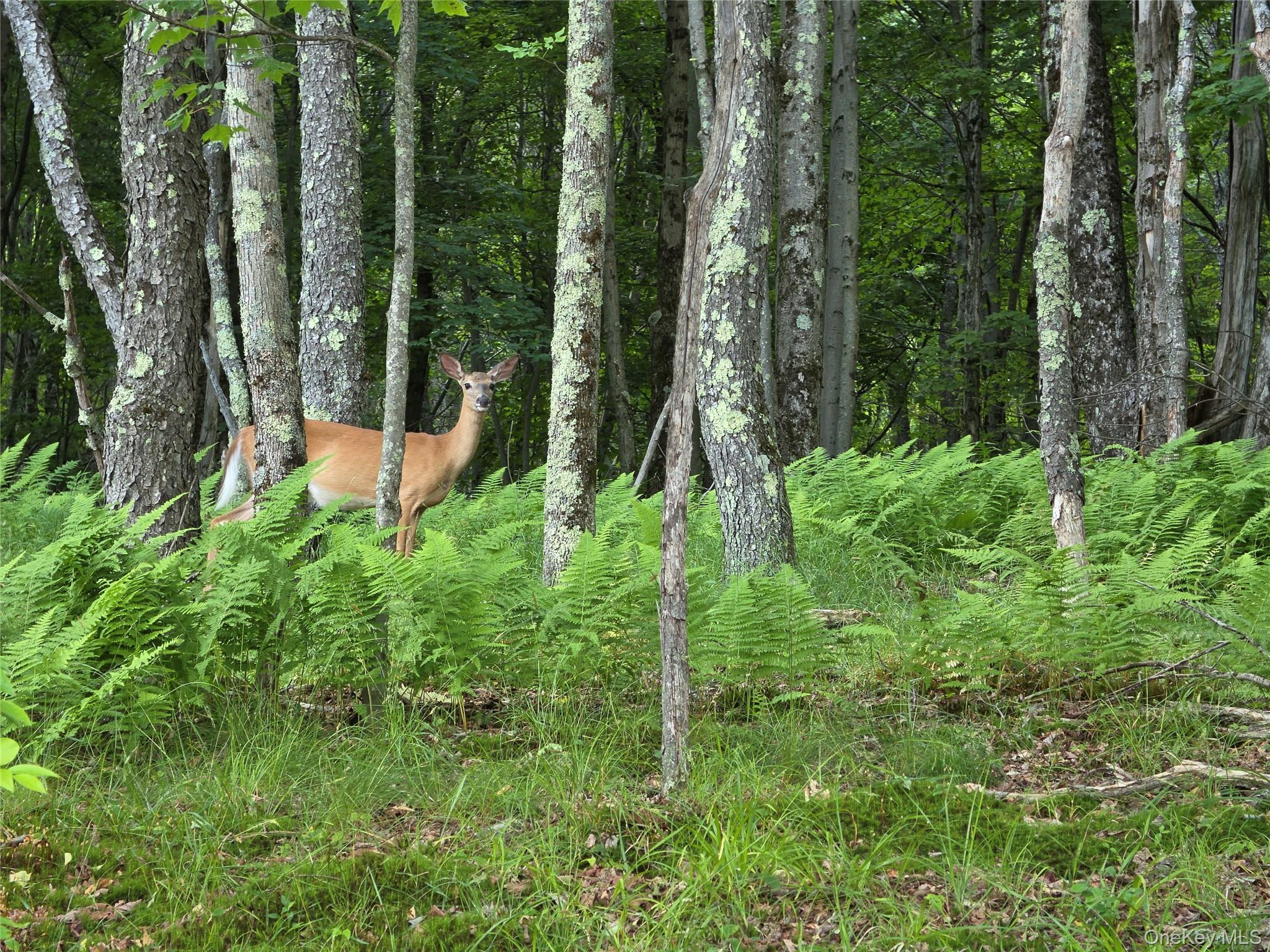 TBD Timberwolf Road W – For Sale
