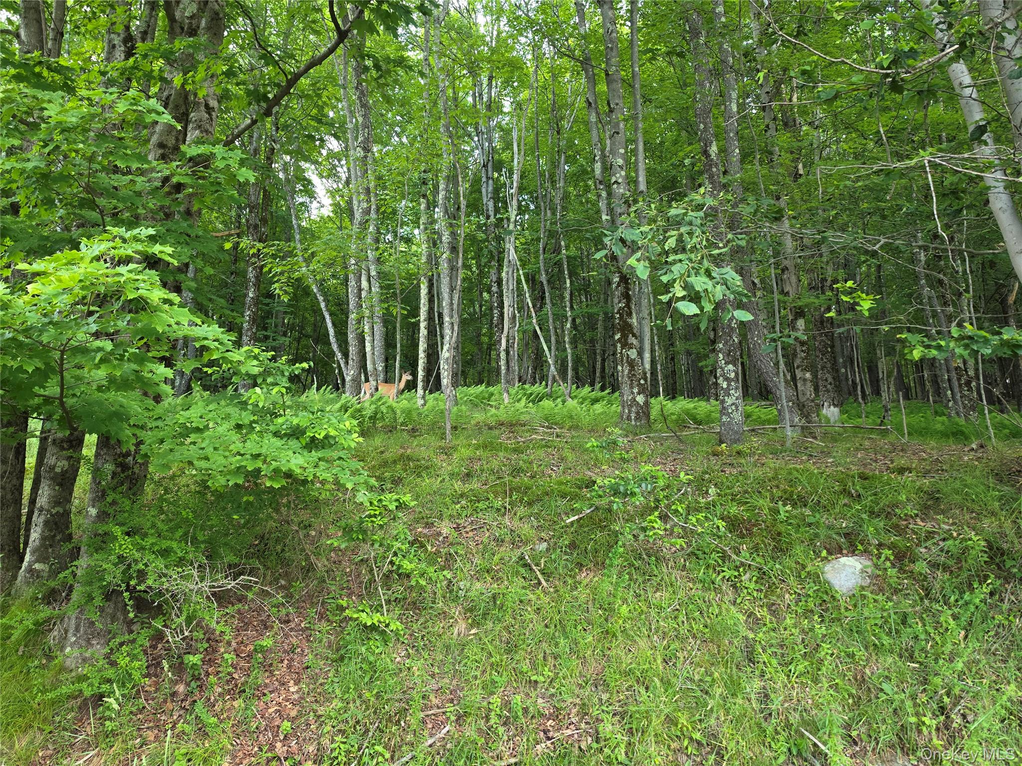 TBD Timberwolf Road W – For Sale photo 13