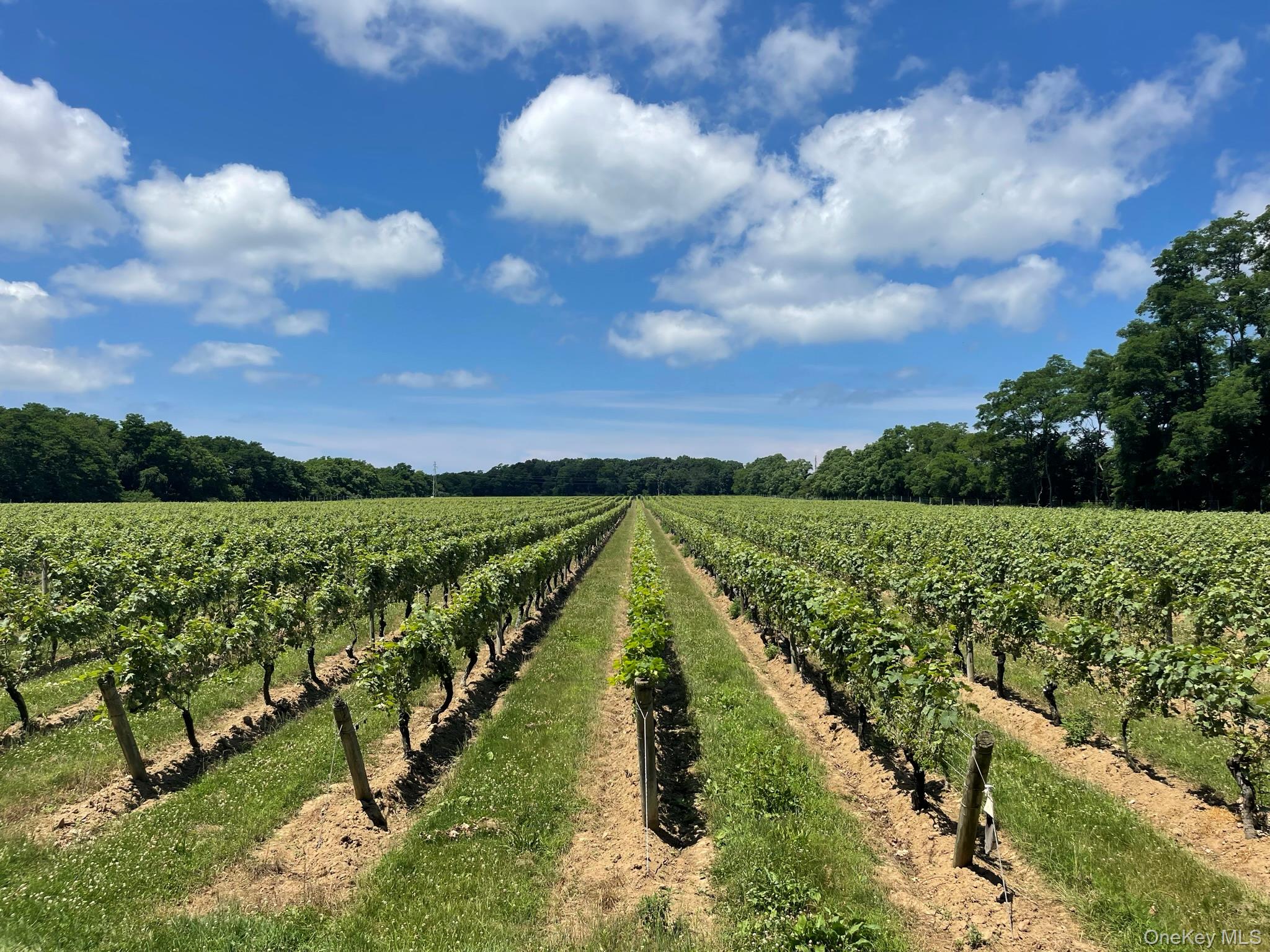 30145 County Road 48 – For Sale photo 5