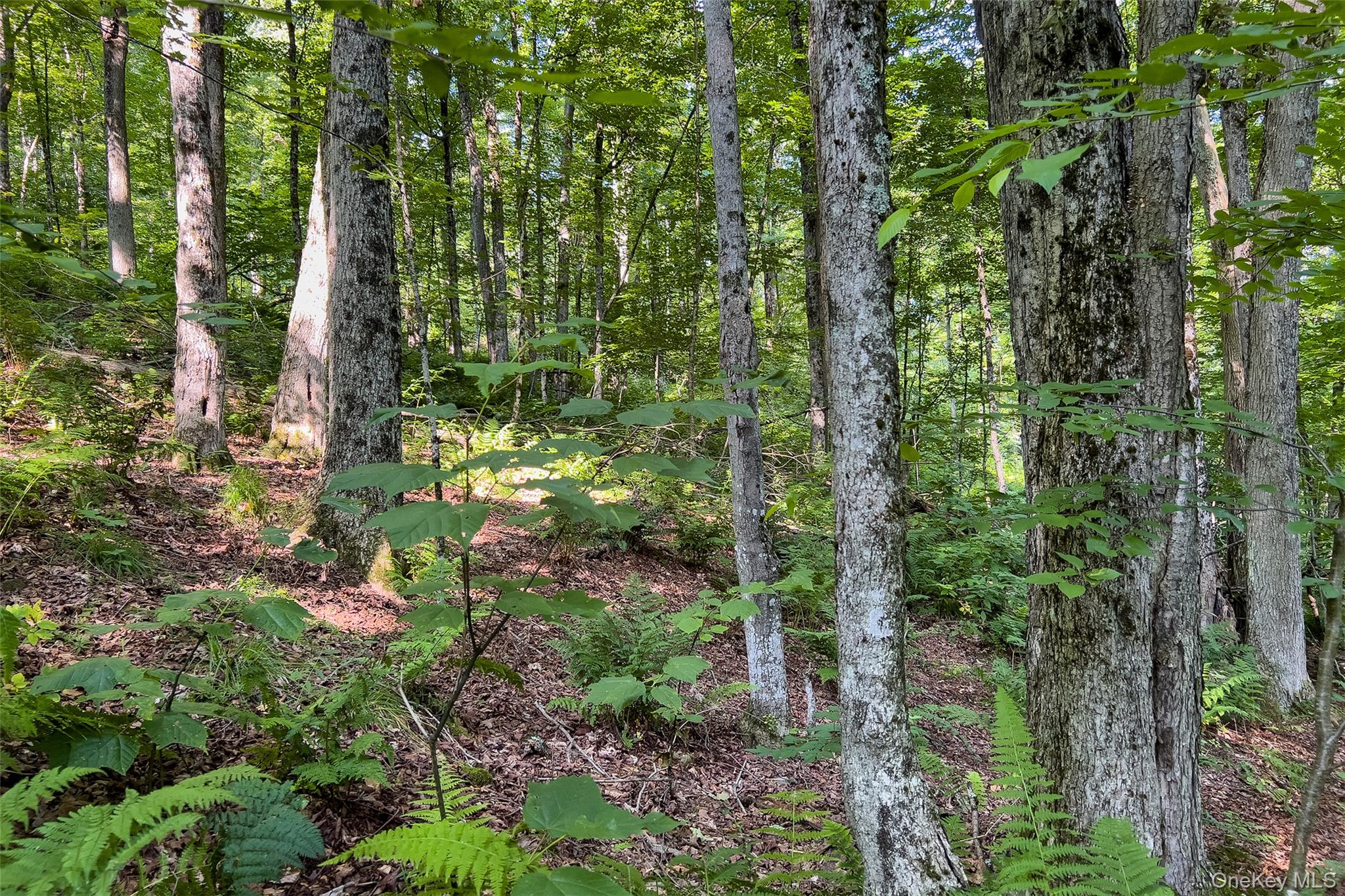 Lot #11 Franklin Depot Road – For Sale photo 31