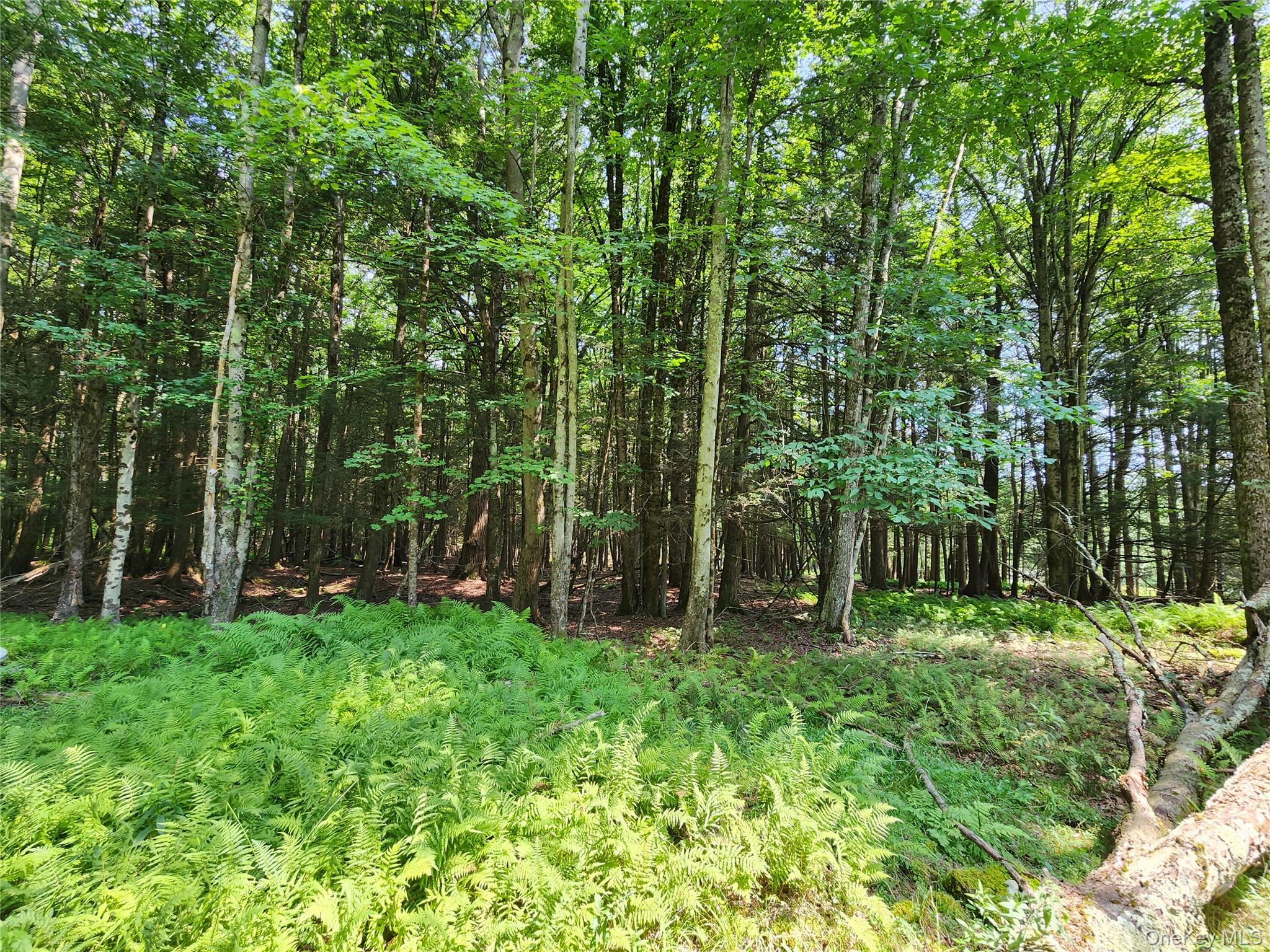 Soule Road – For Sale photo 6
