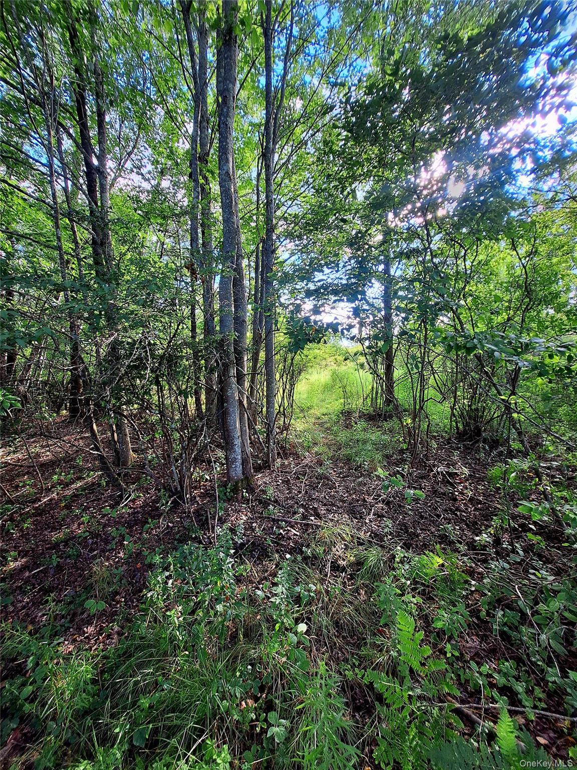 Burnt Ridge Road – For Sale photo 3