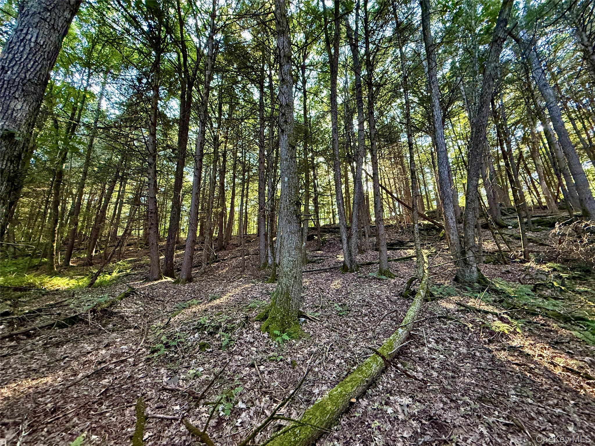 TBD Stony Road – For Sale photo 28