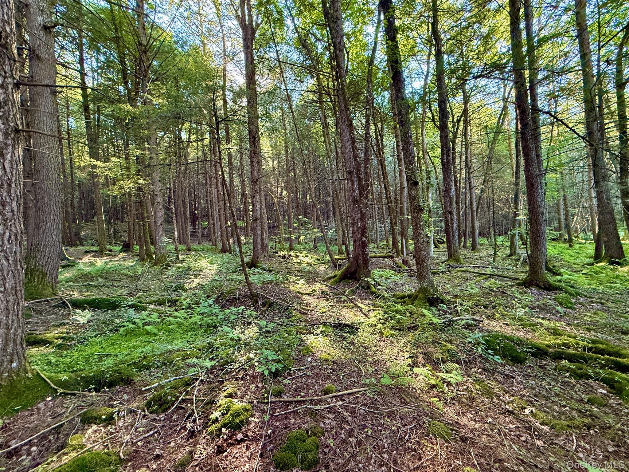 TBD Stony Road – For Sale photo 23