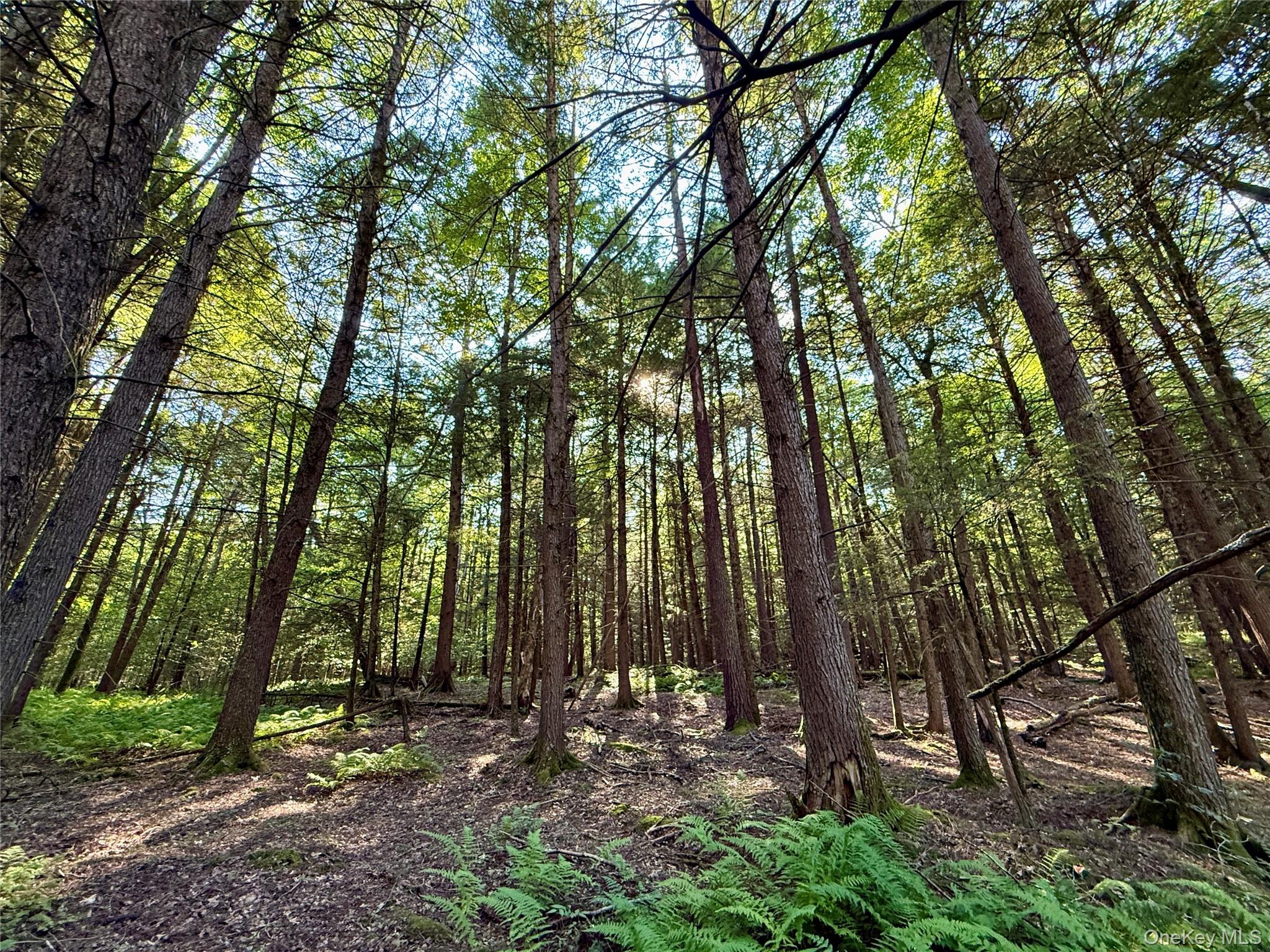 TBD Stony Road – For Sale photo 9