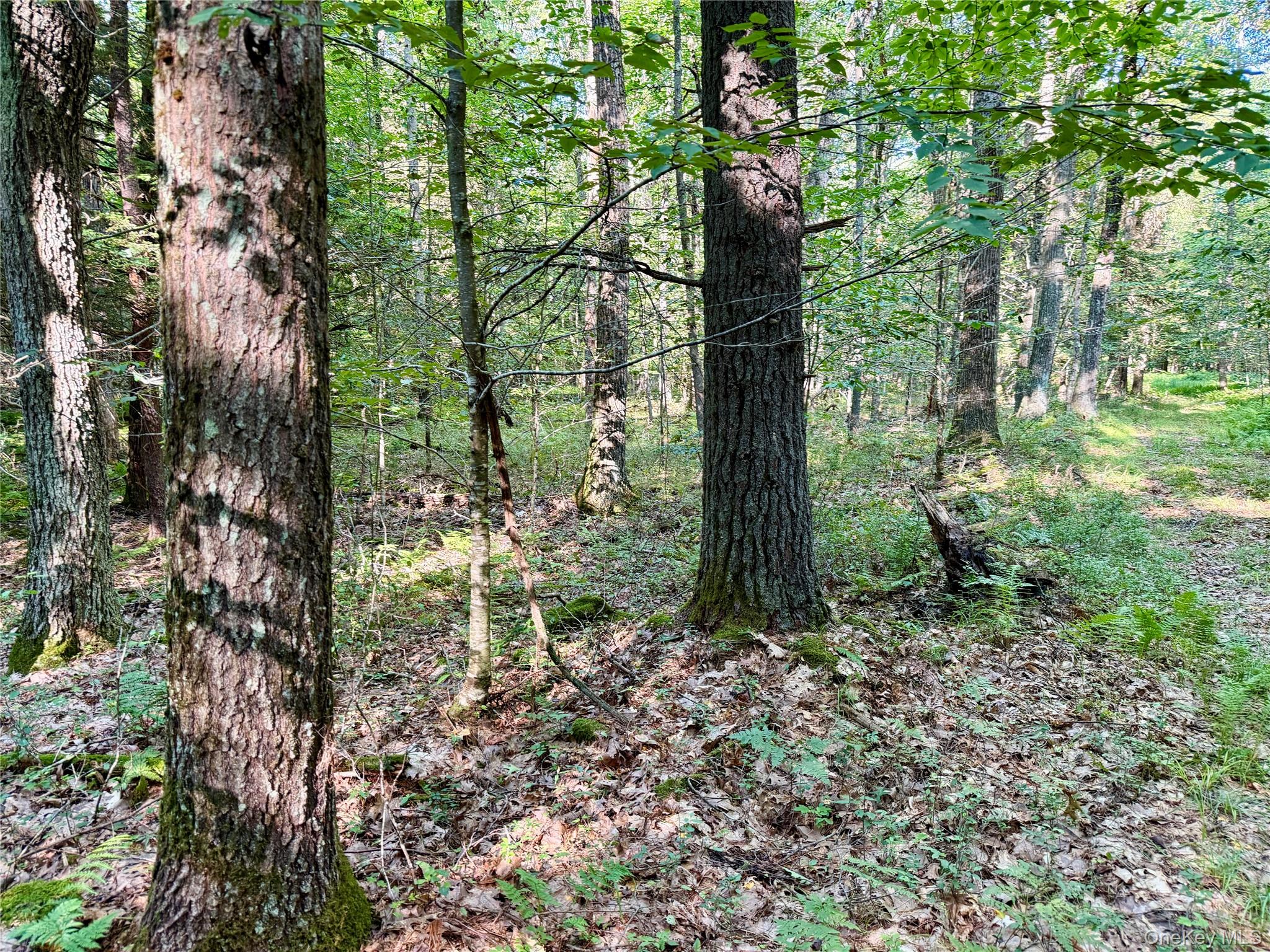 TBD Stony Road – For Sale photo 19
