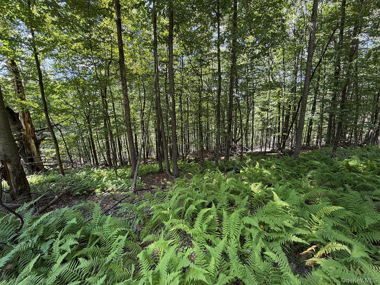 Hammer Road – For Sale photo 18