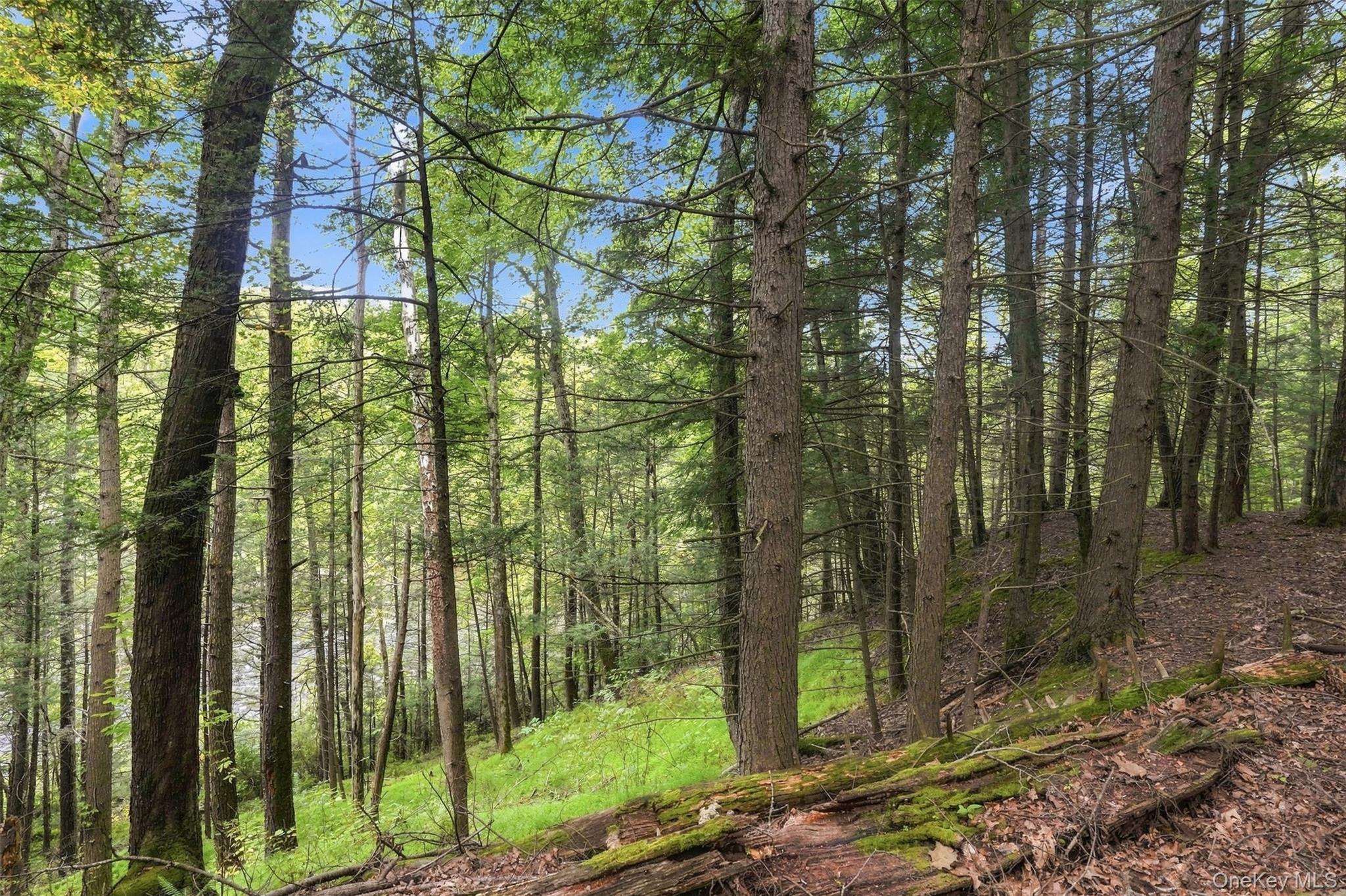 Bruceville Road – For Sale photo 23