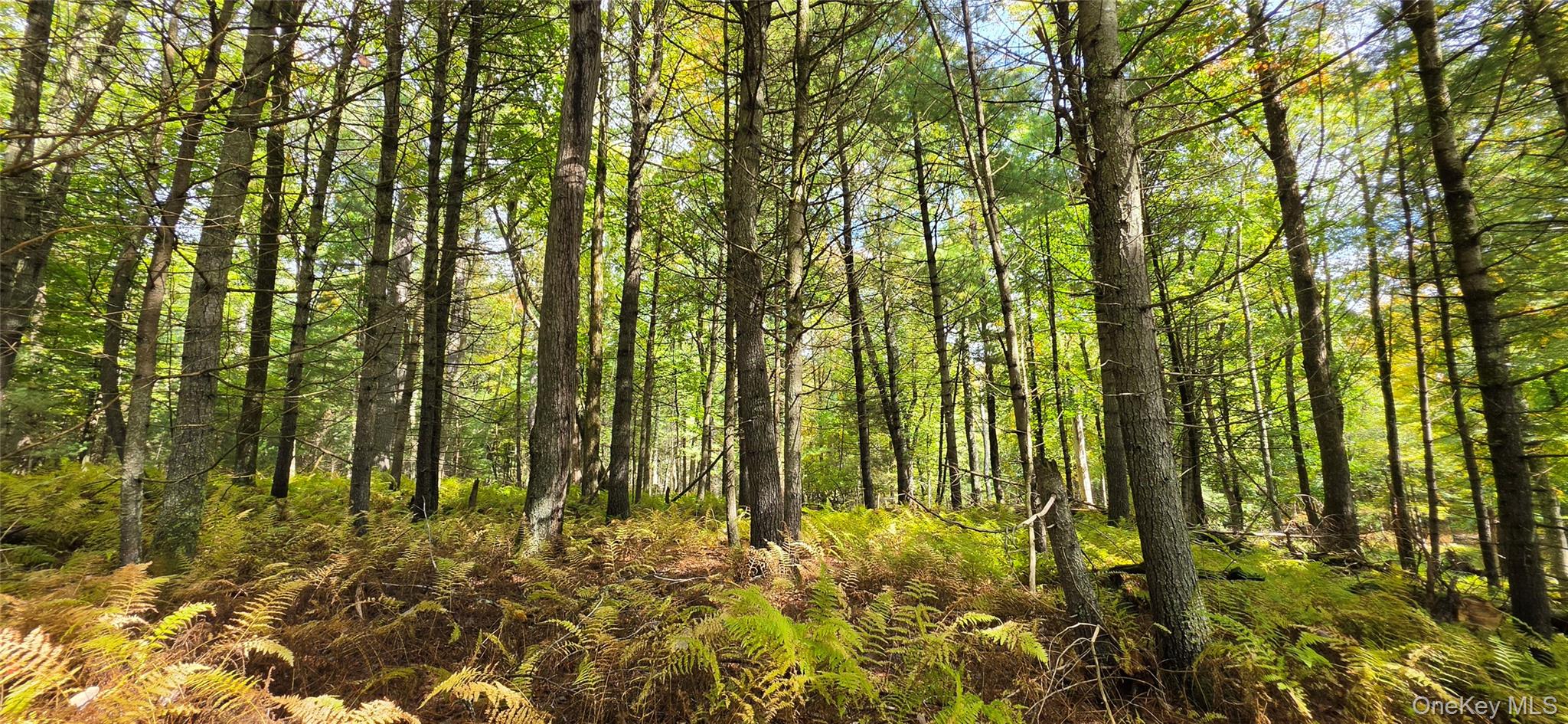 Lot 6.17 State Rt 97 – For Sale photo 7