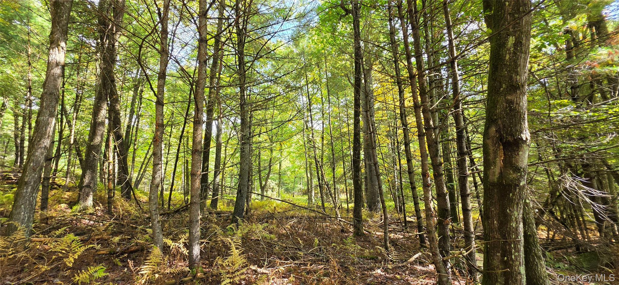 Lot 6.17 State Rt 97 – For Sale photo 3