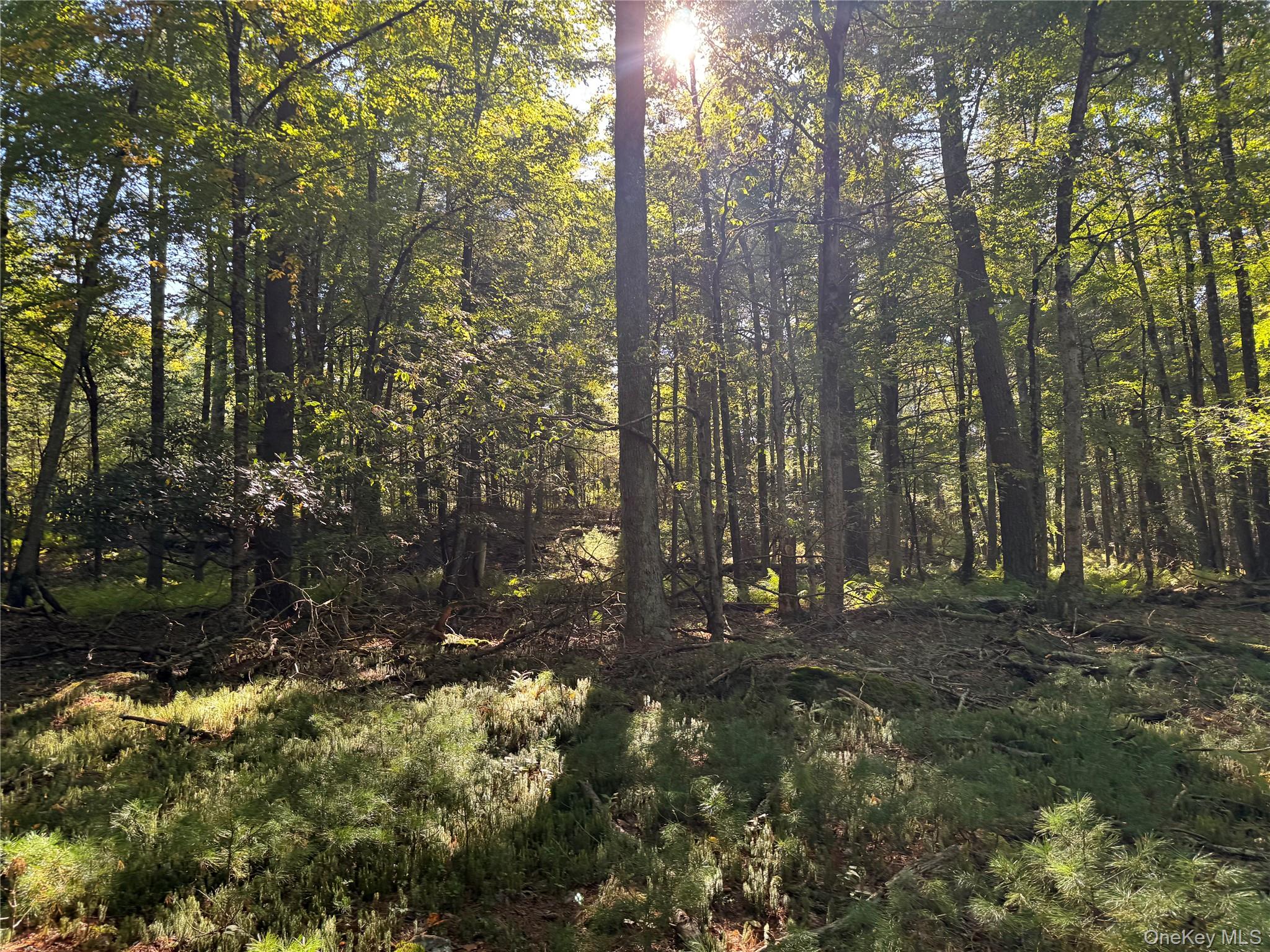 lot 1 Chapin Trail – For Sale photo 2