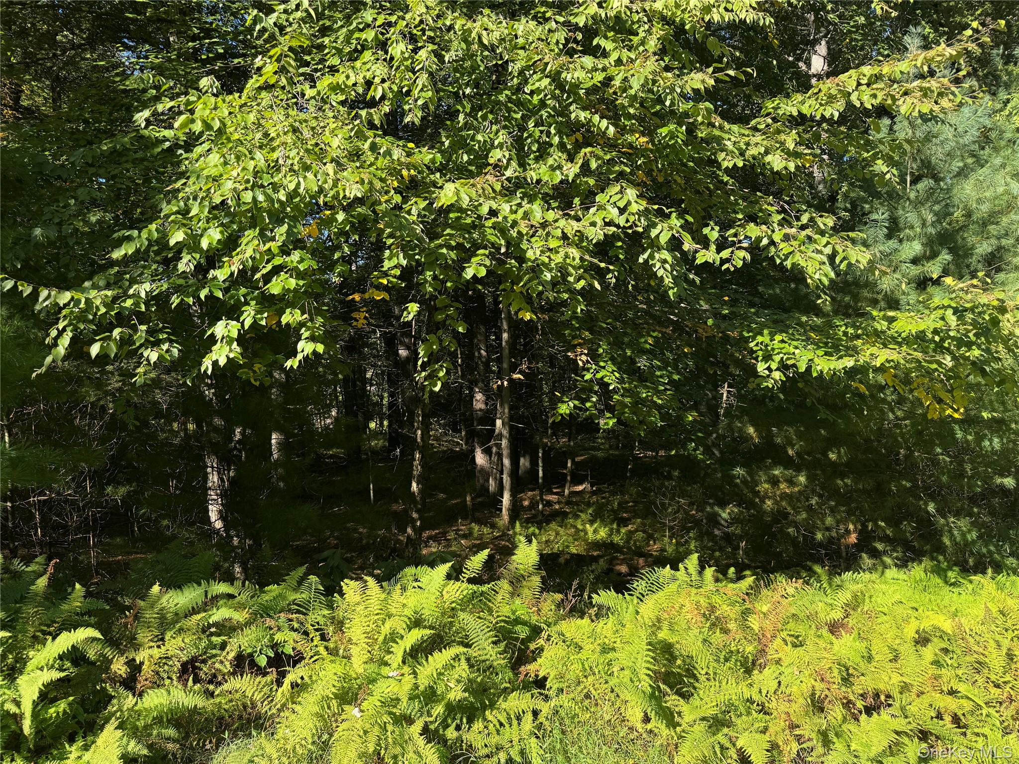 lot 1 Chapin Trail – For Sale photo 4