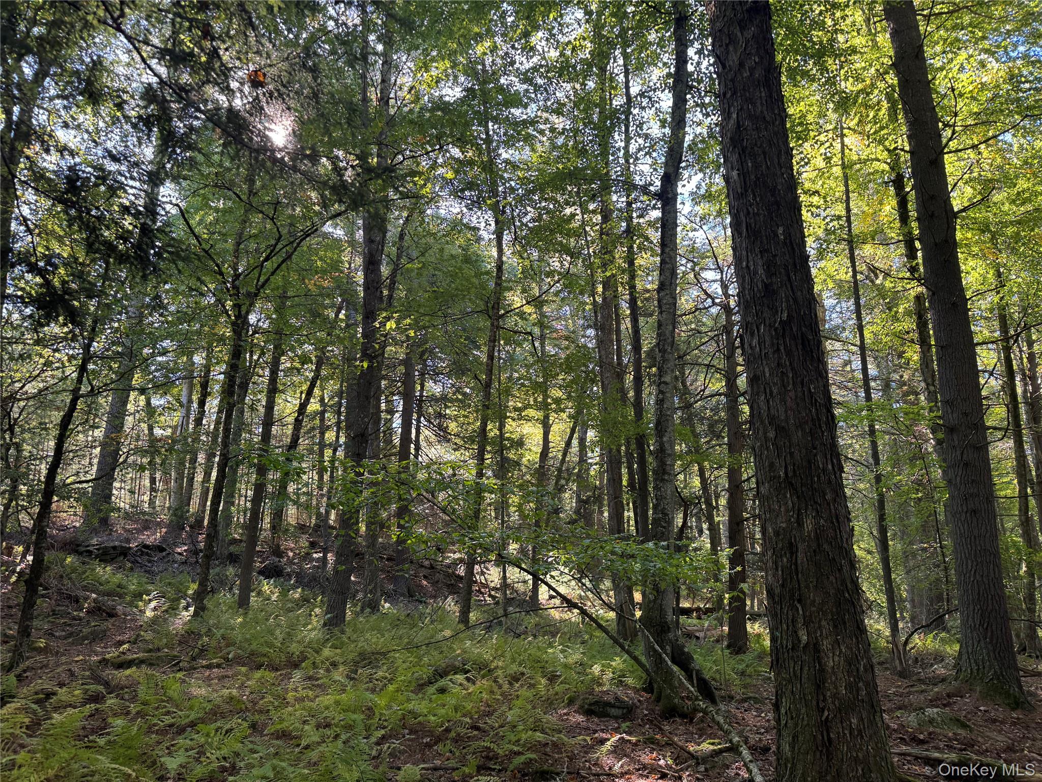 lot 1 Chapin Trail – For Sale photo 10