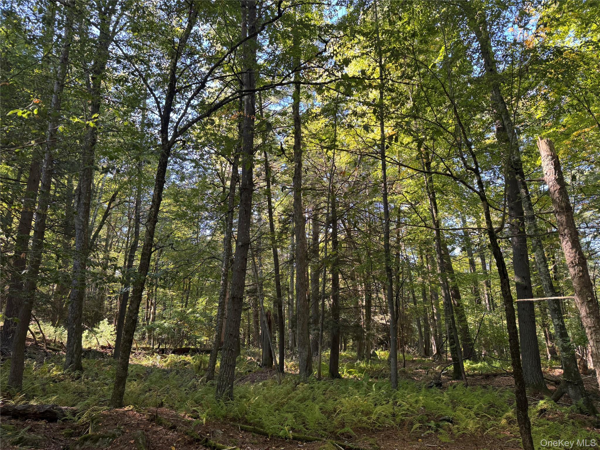lot 1 Chapin Trail – For Sale photo 7