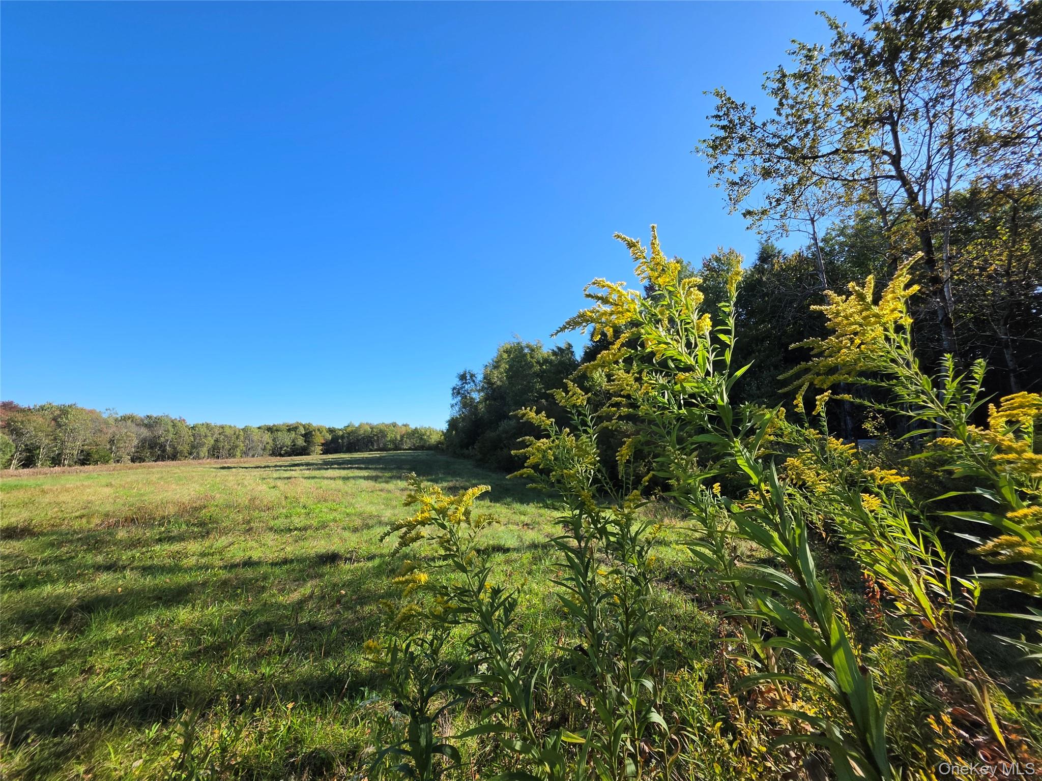 TBD Lily Pond Road – For Sale photo 10