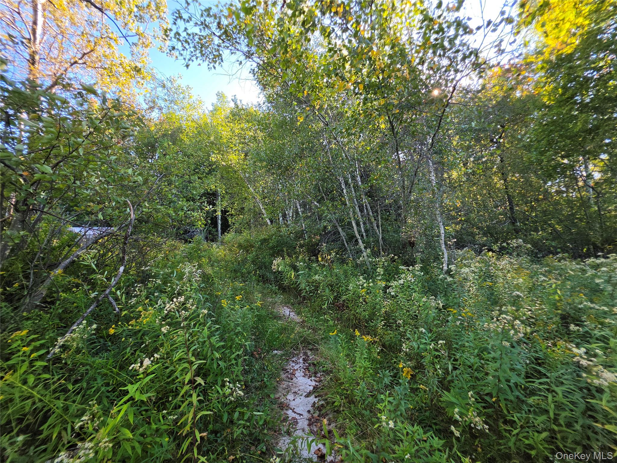TBD Lily Pond Road – For Sale photo 20