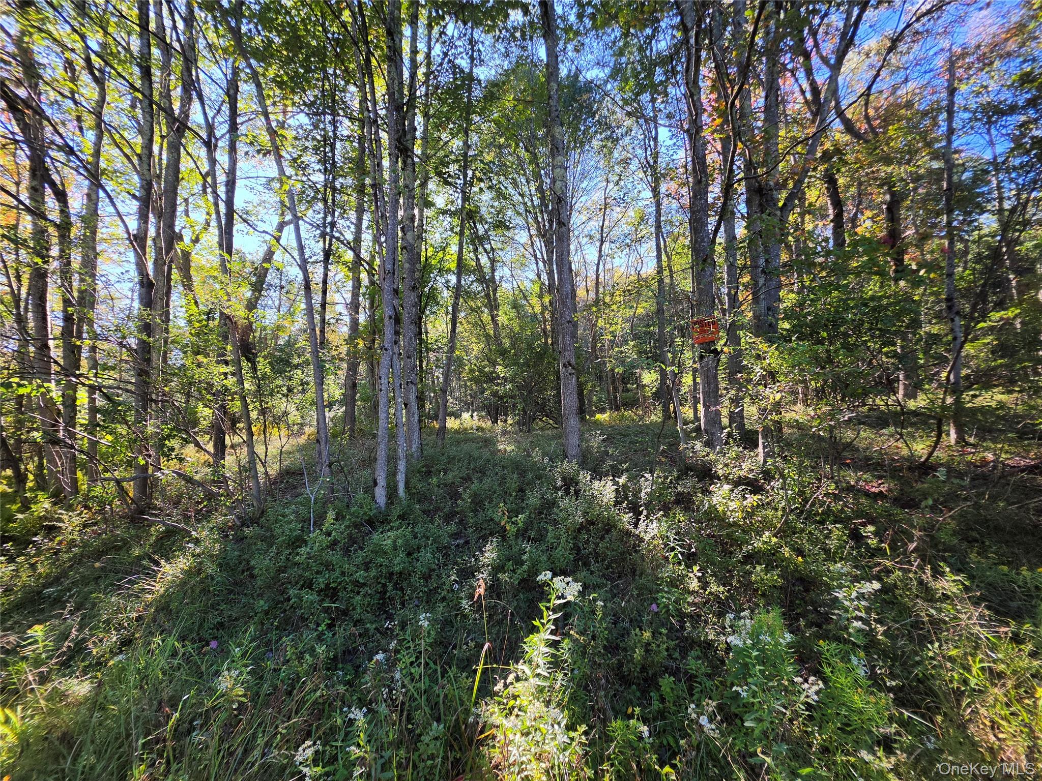 TBD Lily Pond Road – For Sale photo 14