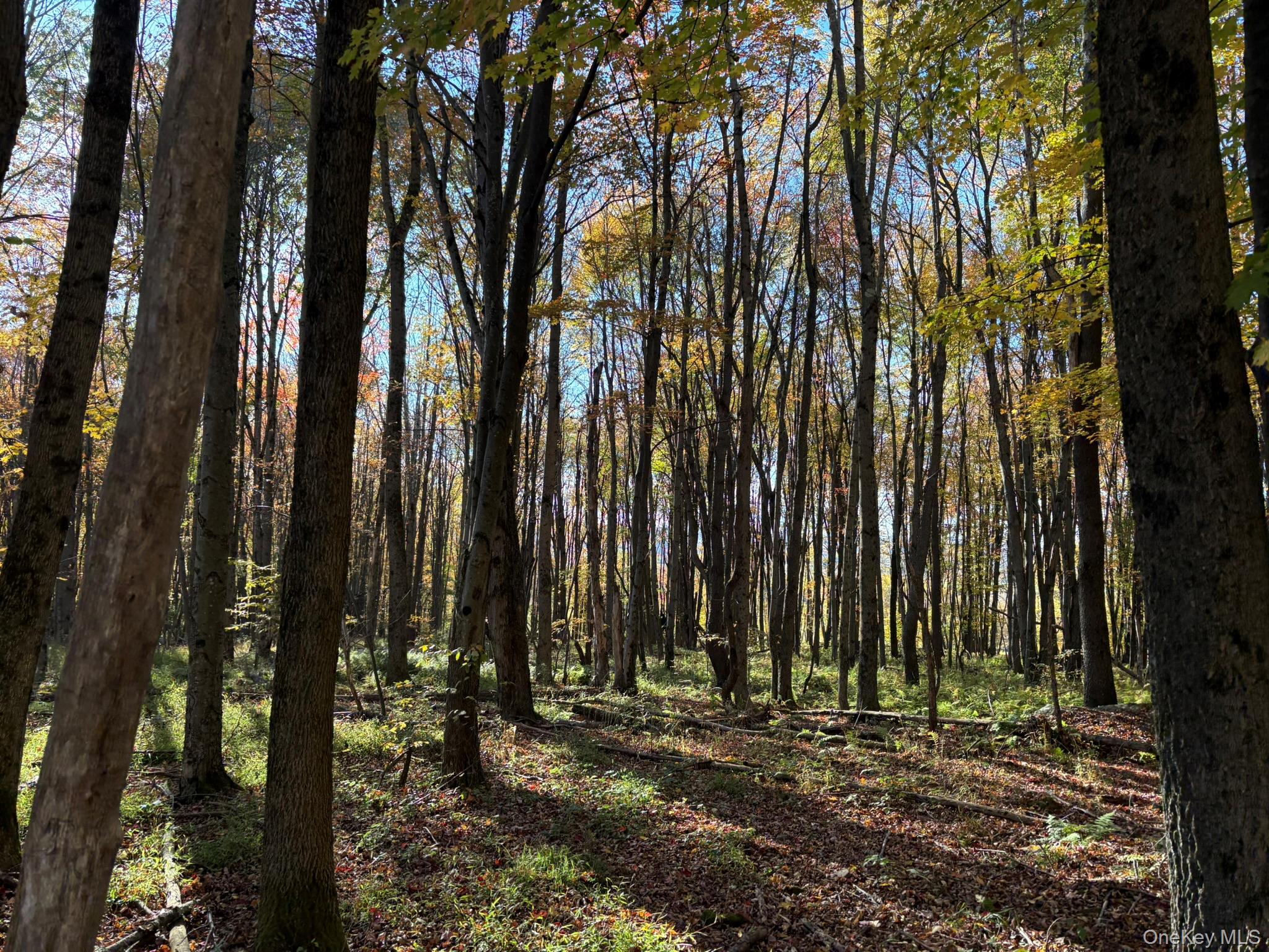 ROW off Chaffee Road – For Sale photo 3